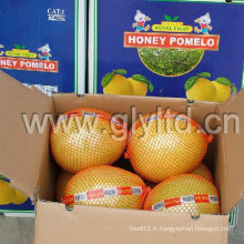 Fresh New Honey Pomelo 2